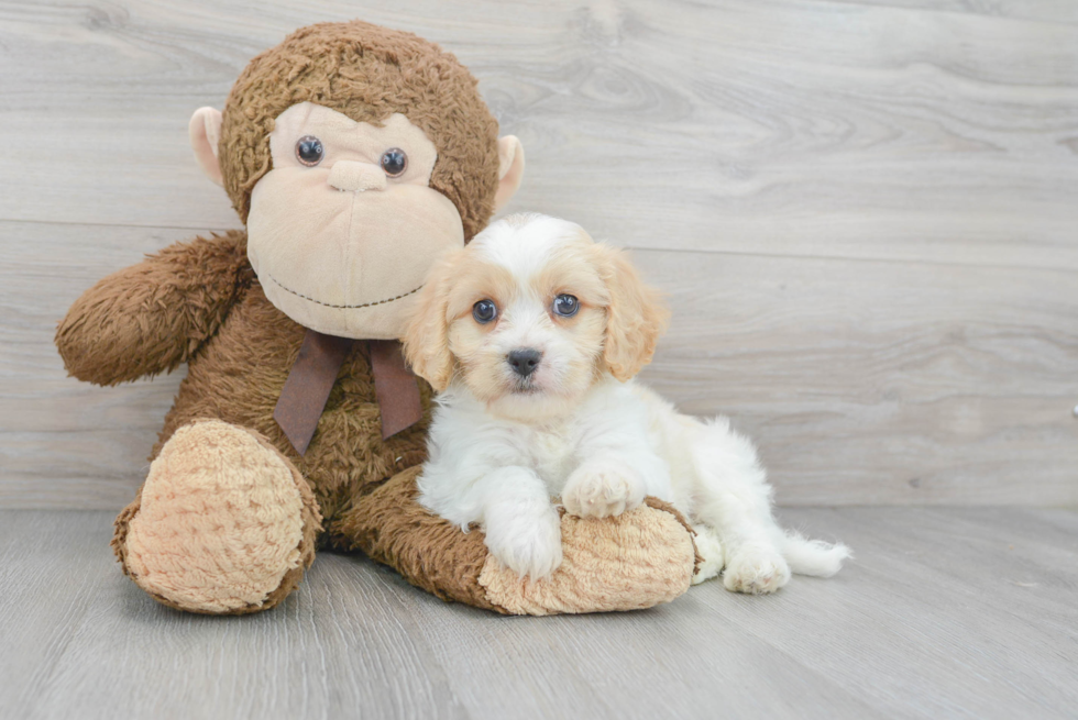 Fluffy Cavachon Designer Pup