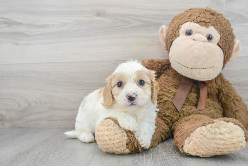 Cavachon Pup Being Cute