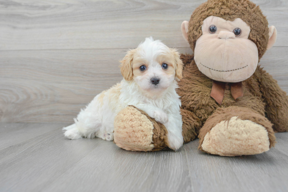 Petite Cavachon Designer Pup