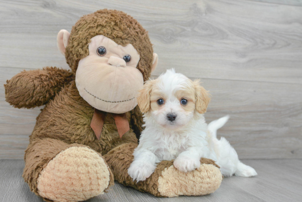 Best Cavachon Baby