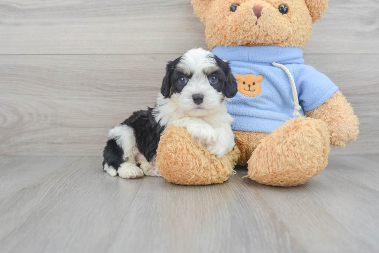 Cavachon Pup Being Cute