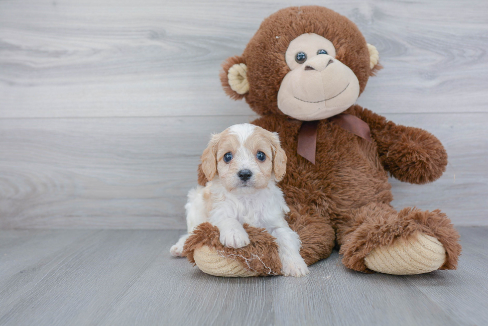 Cavachon Puppy for Adoption