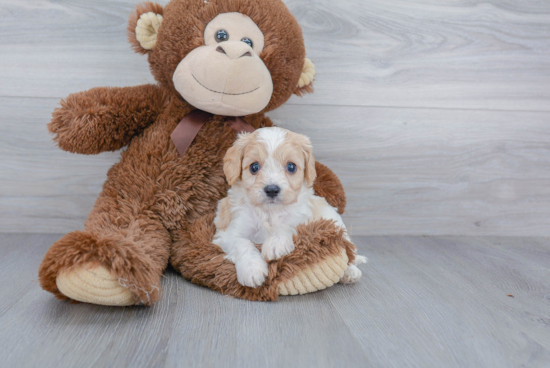 Friendly Cavachon Baby