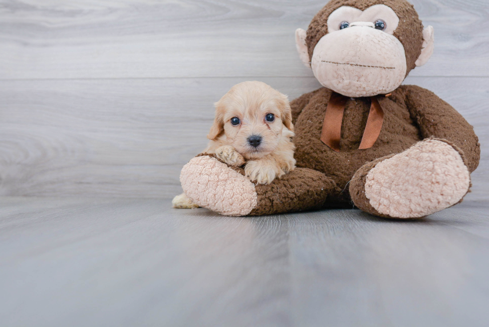 Cavachon Pup Being Cute