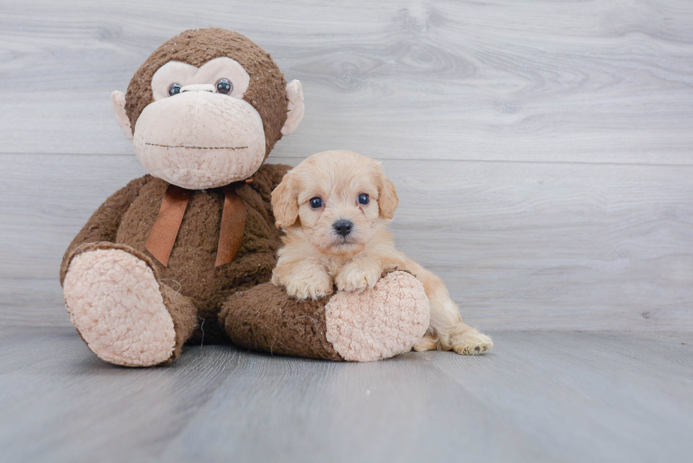 Smart Cavachon Designer Pup