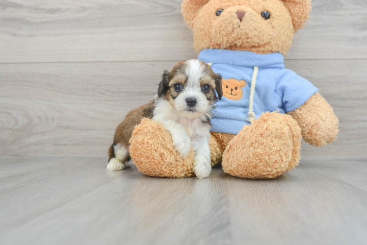 Cavachon Pup Being Cute