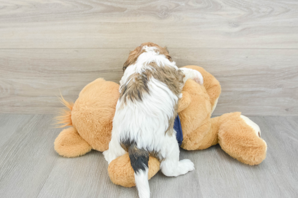 Popular Cavachon Designer Pup