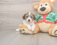 7 week old Cavachon Puppy For Sale - Premier Pups