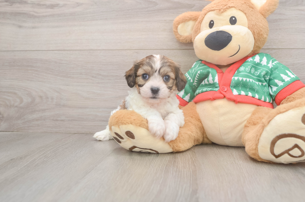 5 week old Cavachon Puppy For Sale - Premier Pups