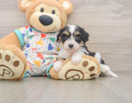 7 week old Cavachon Puppy For Sale - Premier Pups
