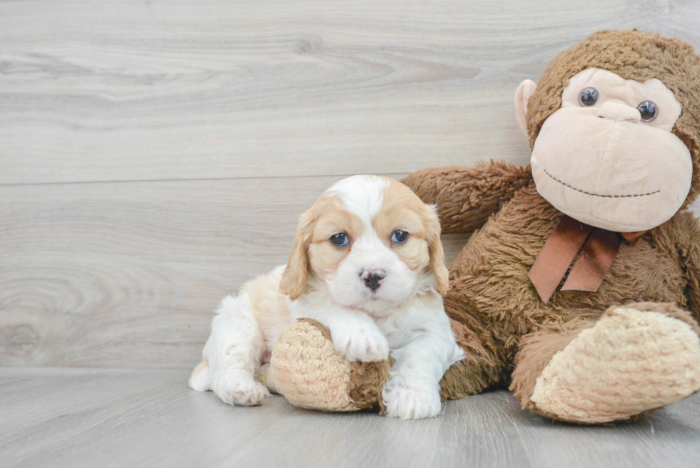 Best Cavachon Baby