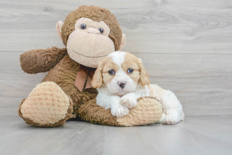 Cavachon Pup Being Cute