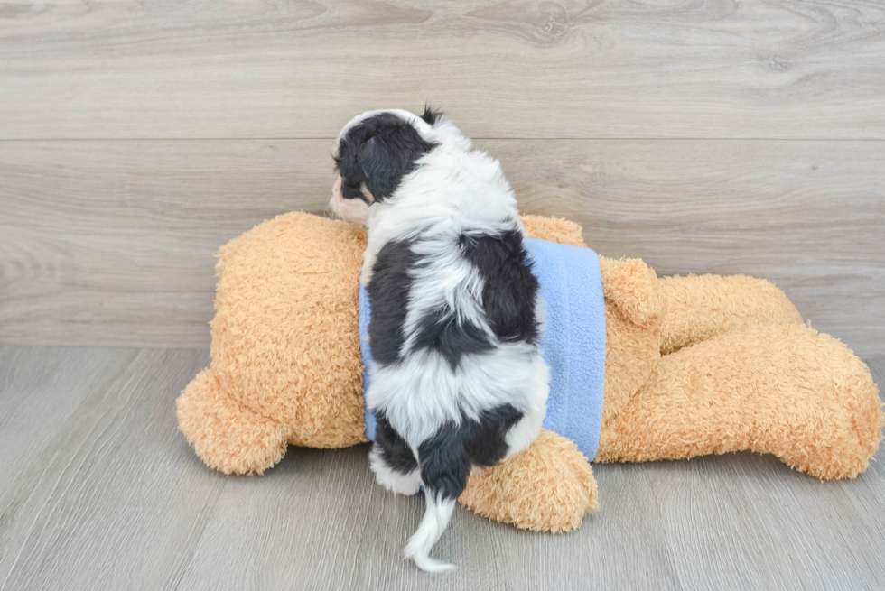 Cavachon Pup Being Cute