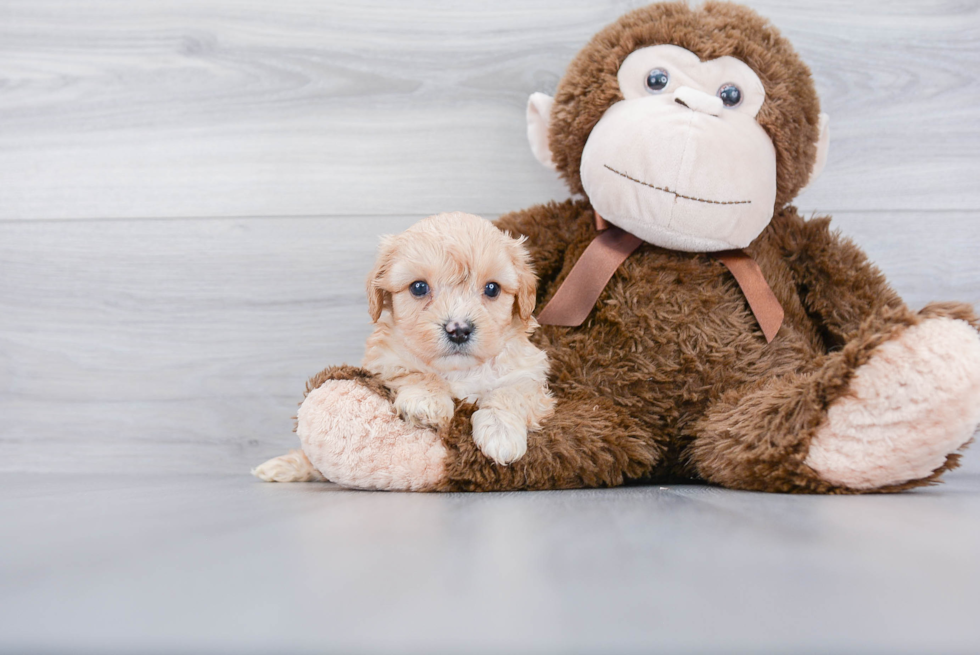 Best Cavachon Baby