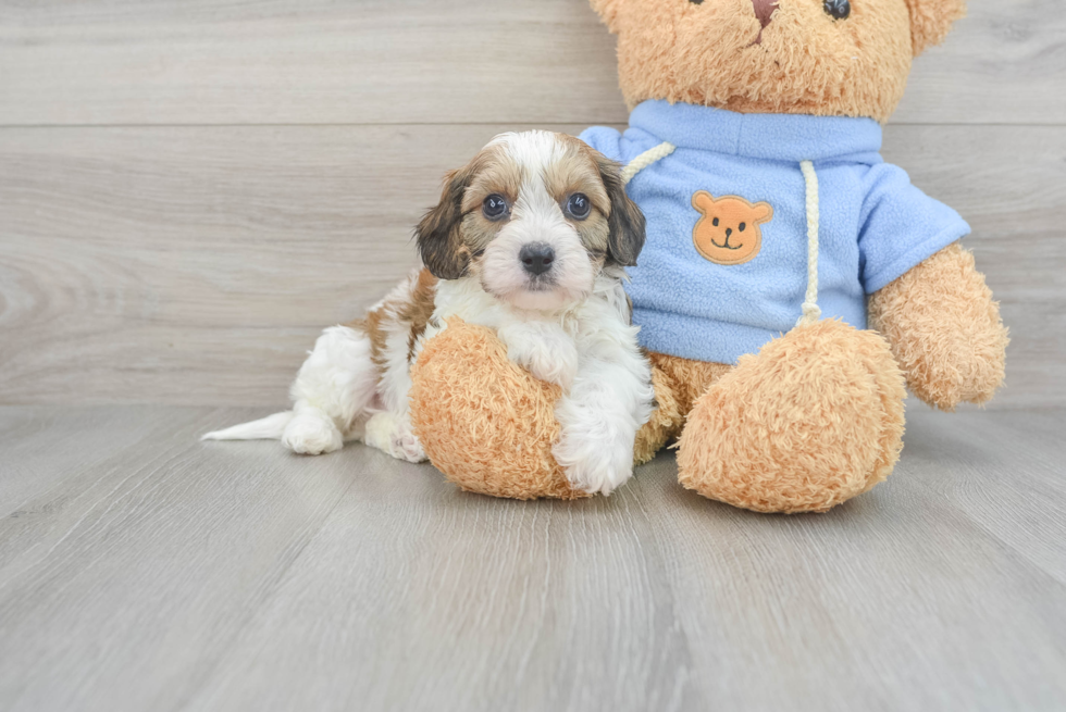 Small Cavachon Baby