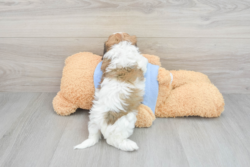 Cavachon Pup Being Cute