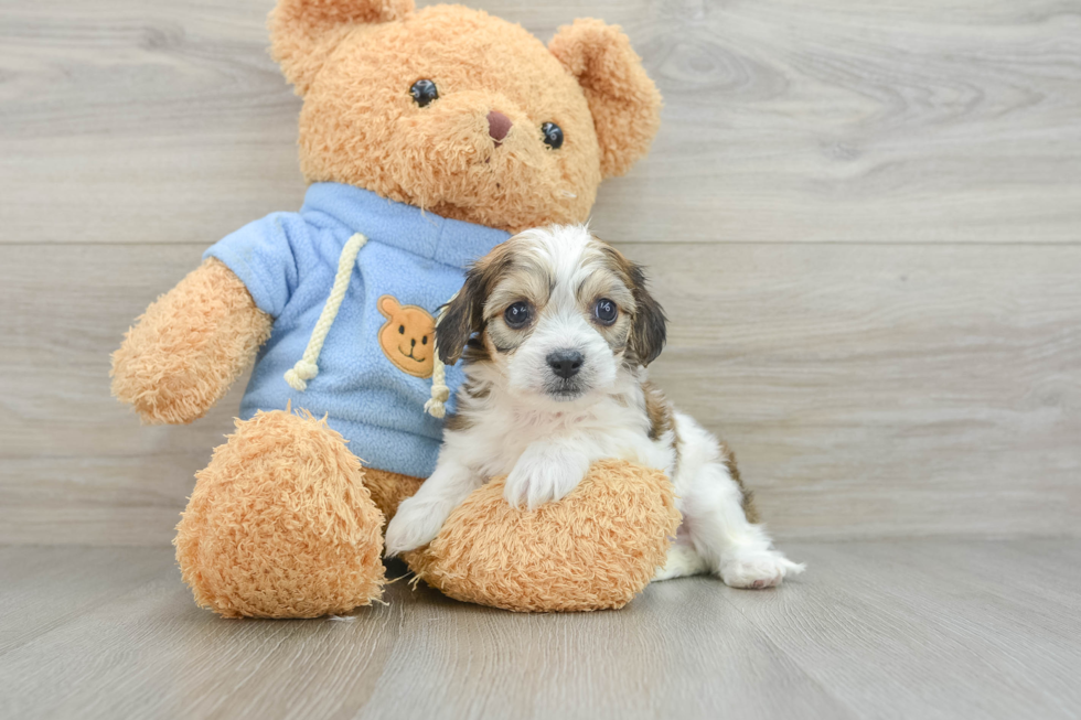 Small Cavachon Baby