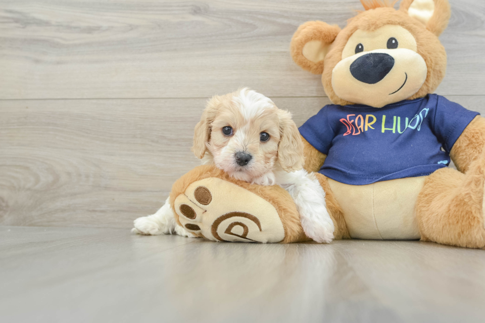 Small Cavachon Baby