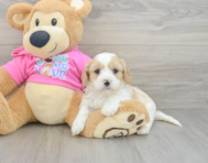 5 week old Cavachon Puppy For Sale - Premier Pups
