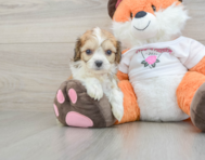 7 week old Cavachon Puppy For Sale - Premier Pups