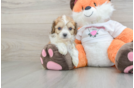Cavachon Pup Being Cute
