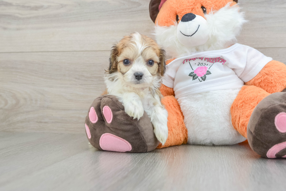 Cavachon Pup Being Cute