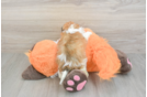 Cavachon Puppy for Adoption