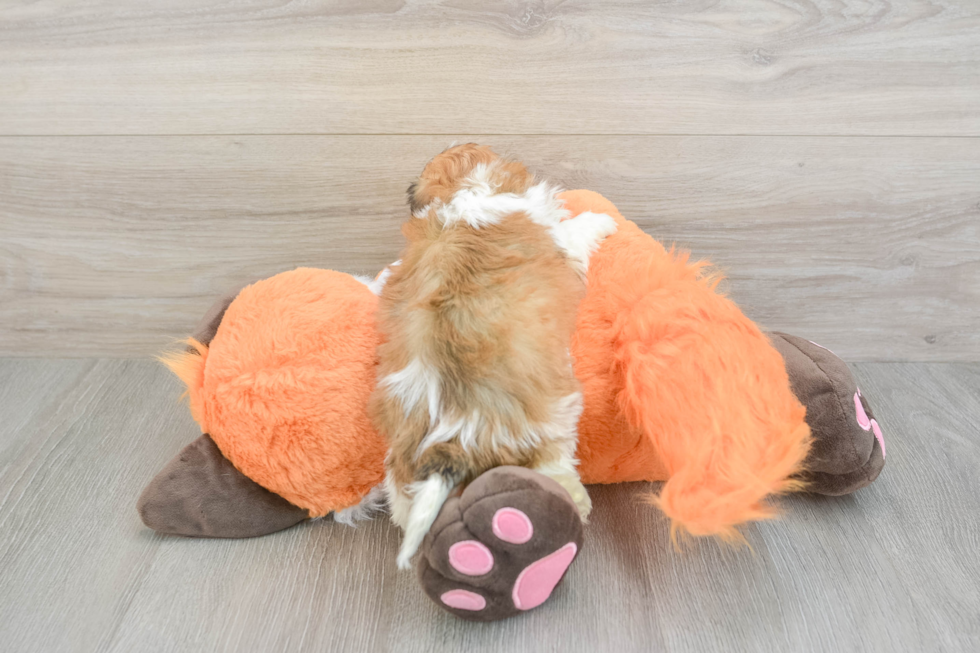 Cavachon Puppy for Adoption