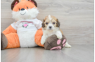 Playful Cavalier Bichon Designer Puppy