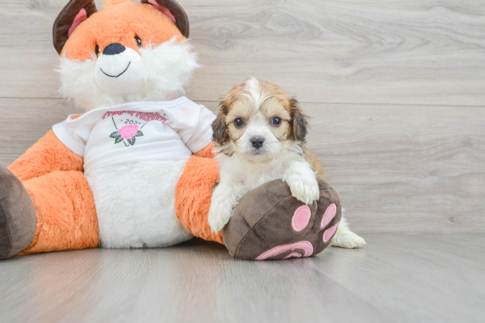 Playful Cavalier Bichon Designer Puppy