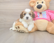 5 week old Cavachon Puppy For Sale - Premier Pups