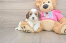 Friendly Cavachon Baby