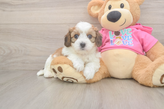 Friendly Cavachon Baby