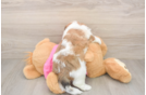 Little Cavalier Bichon Designer Puppy