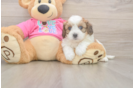 Best Cavachon Baby