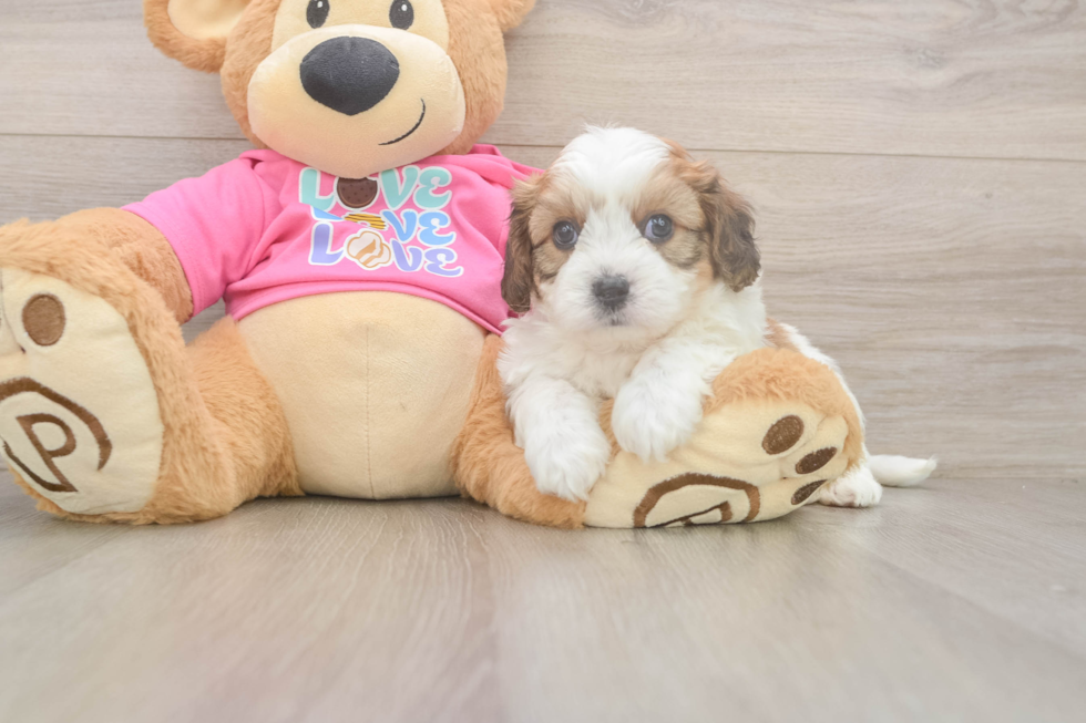 Best Cavachon Baby
