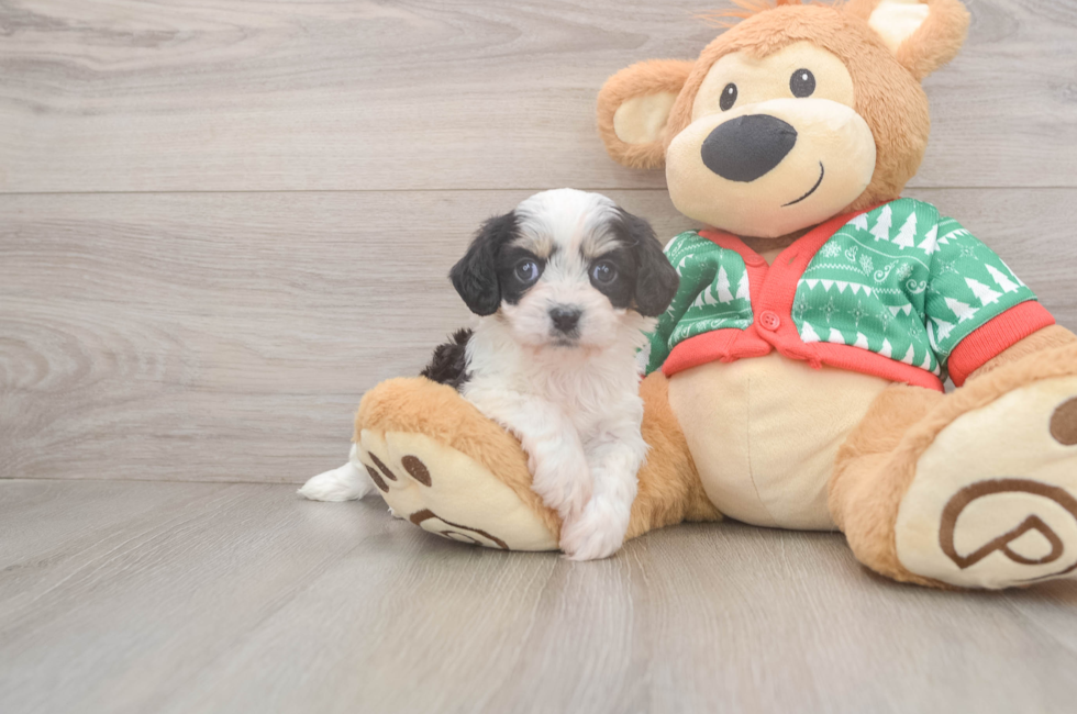 5 week old Cavachon Puppy For Sale - Premier Pups