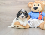6 week old Cavachon Puppy For Sale - Premier Pups