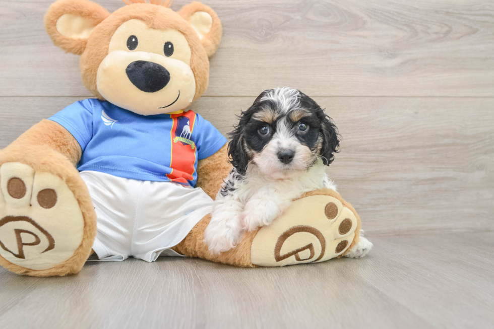 Cavachon Pup Being Cute