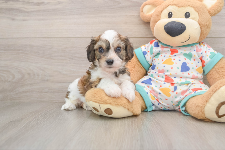 Smart Cavachon Designer Pup