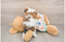 Funny Cavachon Designer Pup