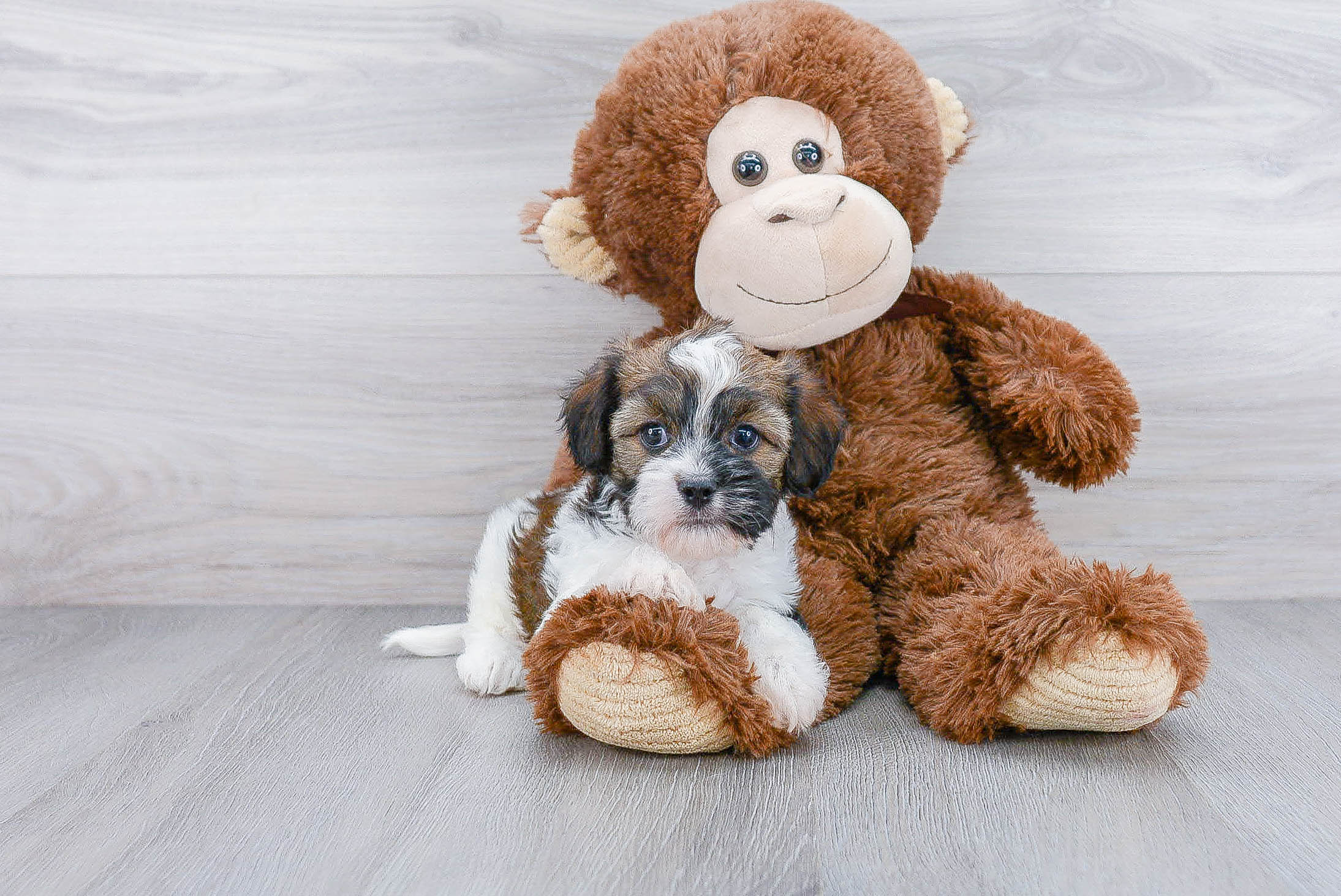 Best Cavachon Baby