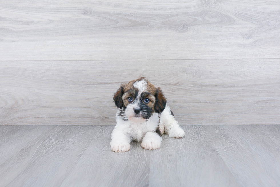 Best Cavachon Baby