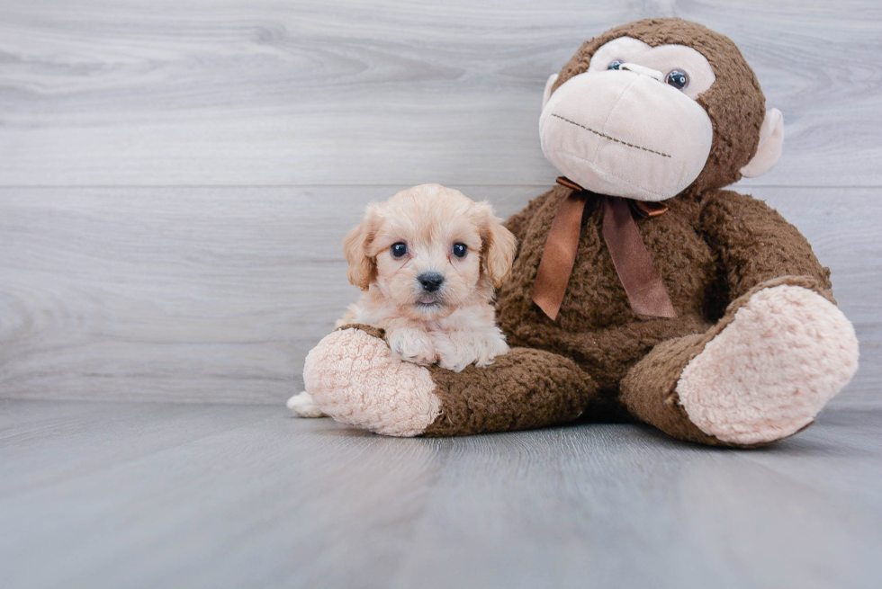 Cavachon Pup Being Cute