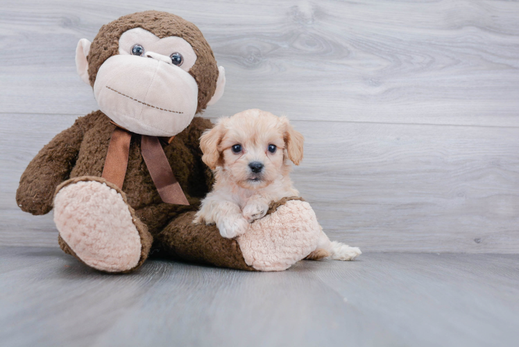 Small Cavachon Baby