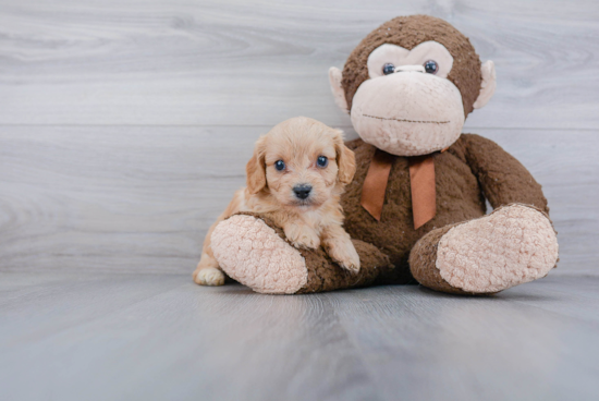 Petite Cavachon Designer Pup