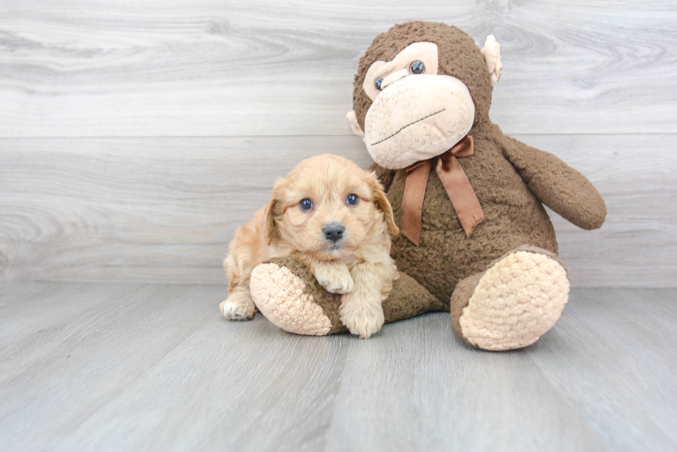 Small Cavachon Baby