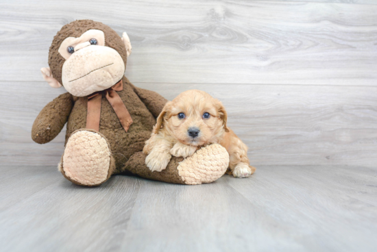 Cavachon Pup Being Cute