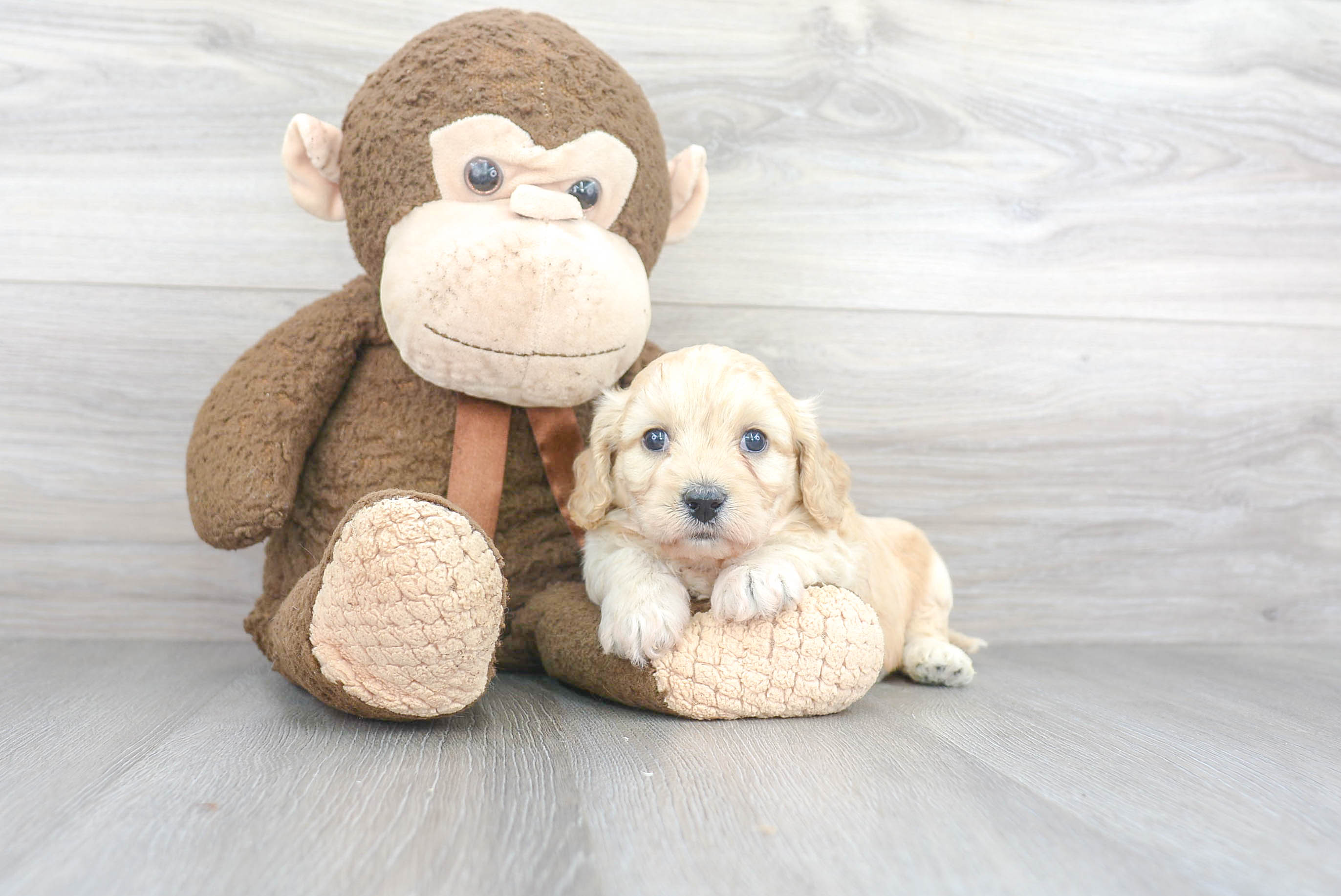 Sweet Cavachon Baby