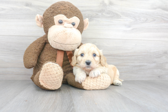 Sweet Cavachon Baby